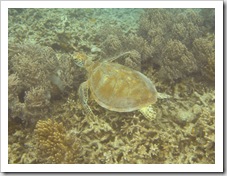 Turtle at the Clam Garden