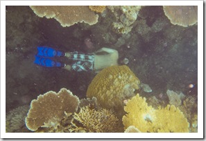 Snorkeling at Mermaid Bay