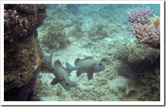 Snorkeling at Mermaid Bay