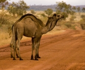 A new type of roadblock: feral camels