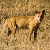 A dingo near the turnoff to Kalumburu