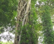 Strangled tree in the rainforest in Dorrigo National Park
