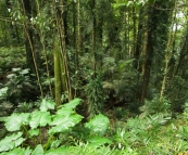 Lush rainforest in Dorrigo National Park