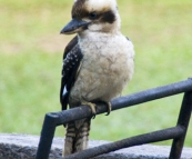 Kookaburra in Mebbin National Park