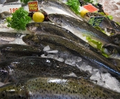 Atlantic Salmon at the Sydney Fish Market