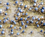 Thousands of tiny crabs on the beach at Inskip