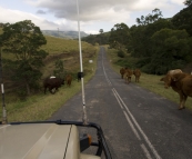 Roadblocks on the Lions Road