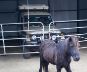 Branell Homestead: The Tank with Angel the miniature pony