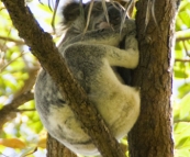 A sleepy koala in Noosa National Park