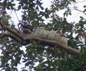 Six Kookaburras huddled up for the night above our campsite