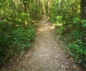 The trail through the rainforest at Finch Hatton Gorge