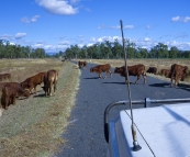 Cattle crossing on one of the station\'s leading into Carnarvon Gorge