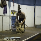 Shearing at the Brown\'s farm