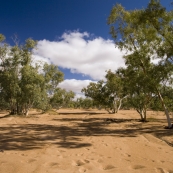 A dry creek and gums on the Oodnadatta Track between Oodnadatta and Dalhousie Springs