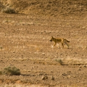 A dingo on the way into Dalhousie Springs