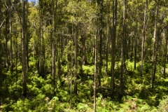 The Southern Forests